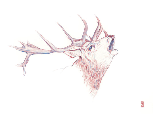 Dear Deer Fine Art Print