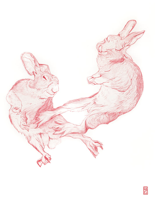 Hare Fight